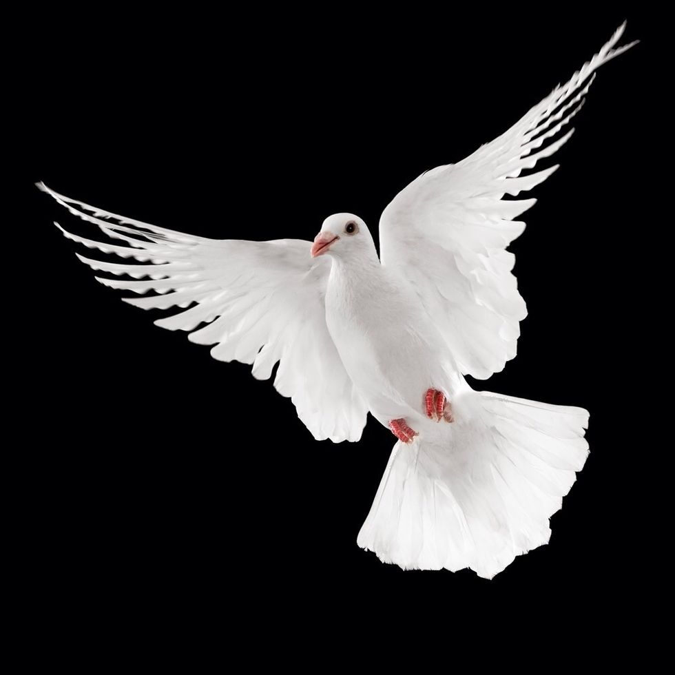 Keep repeating this. Be patient. Eventually it'll come to your hand in the cage right away. When you reach this stage. Put the dove on a table and get it to come to your hand when you rattle the seeds