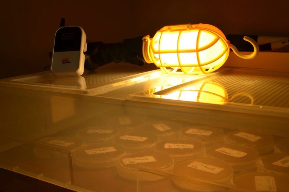 Keep the dishes at 90 degrees F for up to 72 hours. Make observations every 24 hours. More specks on some dishes than others?