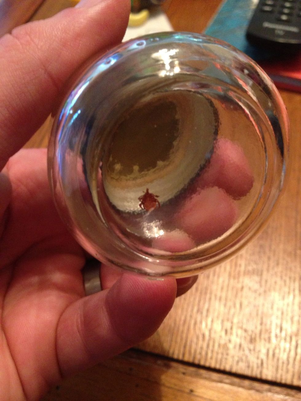 Keep the tick in your jar or zip-lock bag for a few days (this is an old baby food jar). If you suspect Lyme disease, visit the doctor and take the tick with you. They can test the bug for infection.