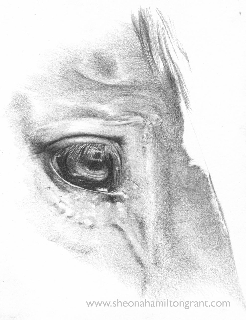 How to render a horses eye in pencil - B+C Guides