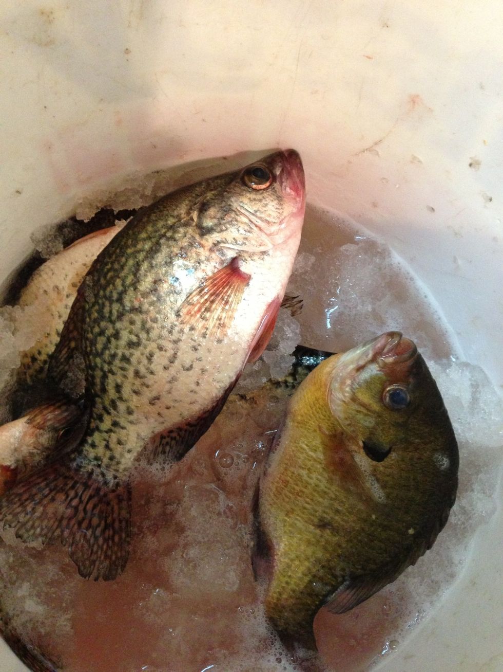 Keep your catch as FRESH as possible in cold water (summer) or in icy slush (winter) until its time to clean them.