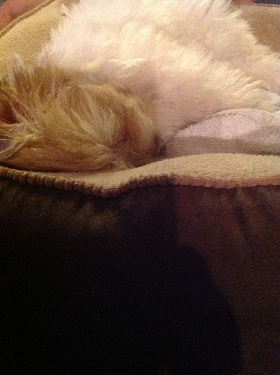 Keep your dog or cat with you