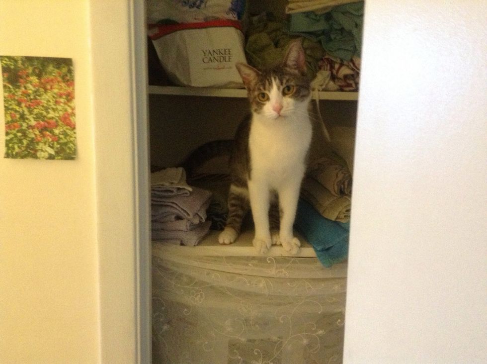 Kittens waiting patiently