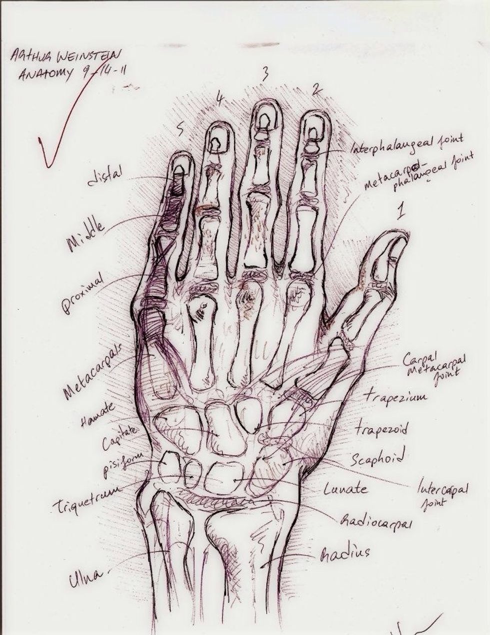 Knowing the joints and where the carpals attach to the metacarpals will make a big difference. This is an illustration I made for anatomy class