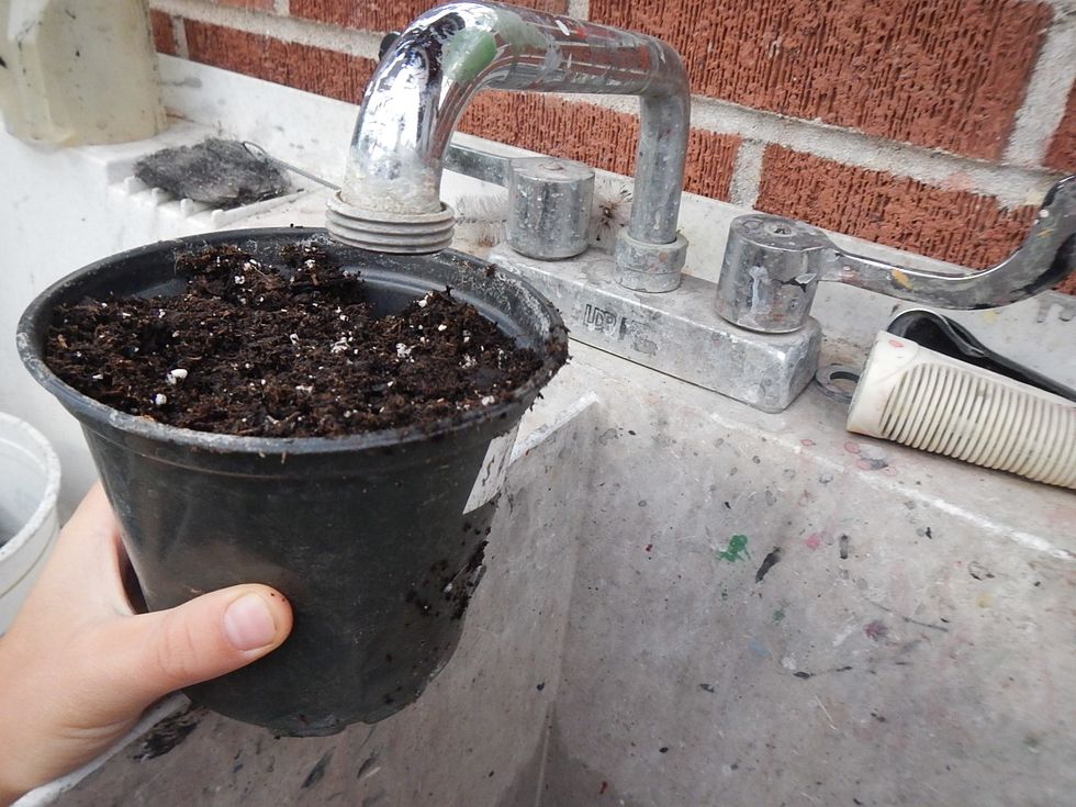 Last, give the seed a little water and put it in the sun.