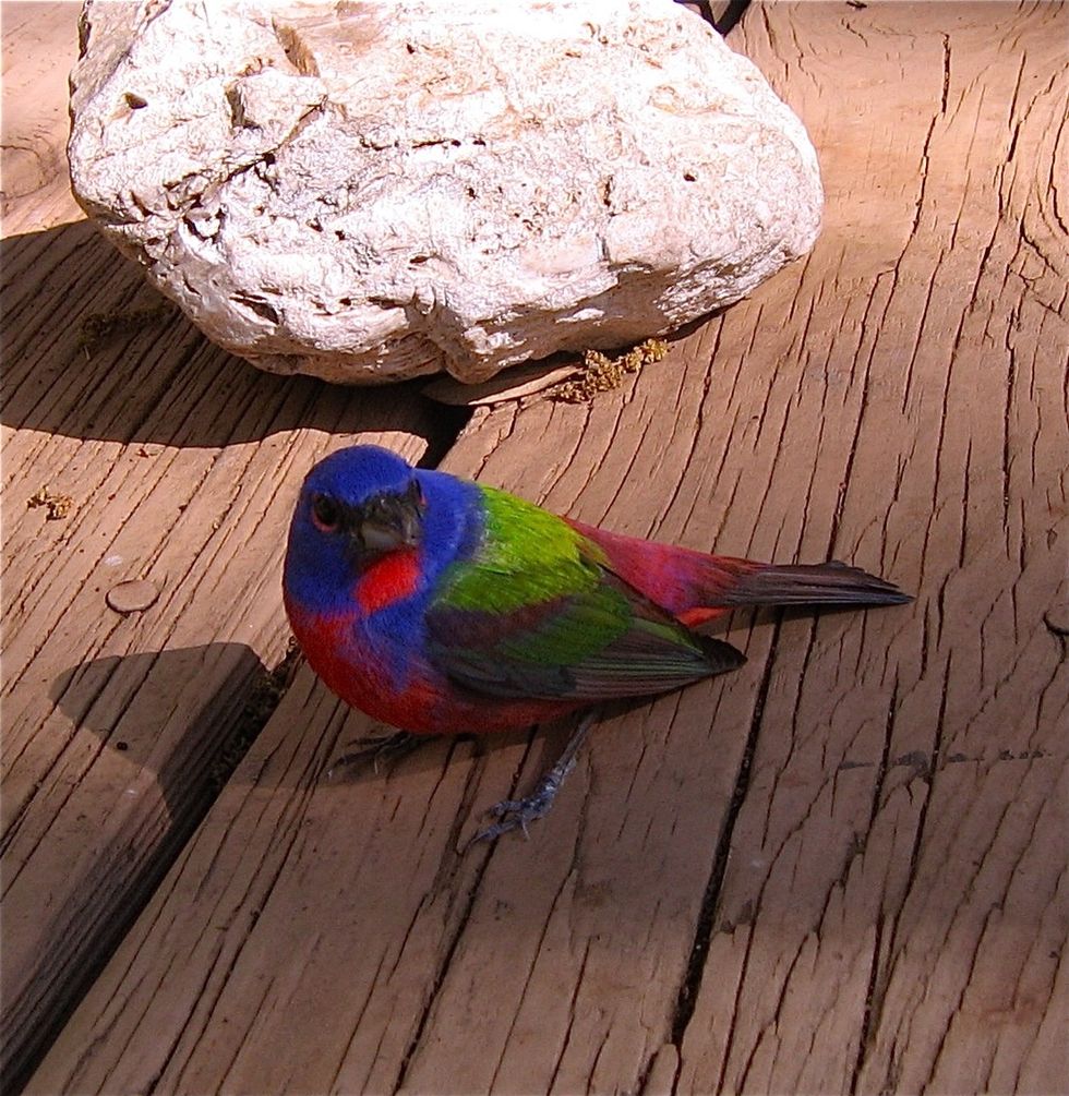 Lastly add chocolate chips and pulse to mix in. Spoon mixture into 6 dessert cups.