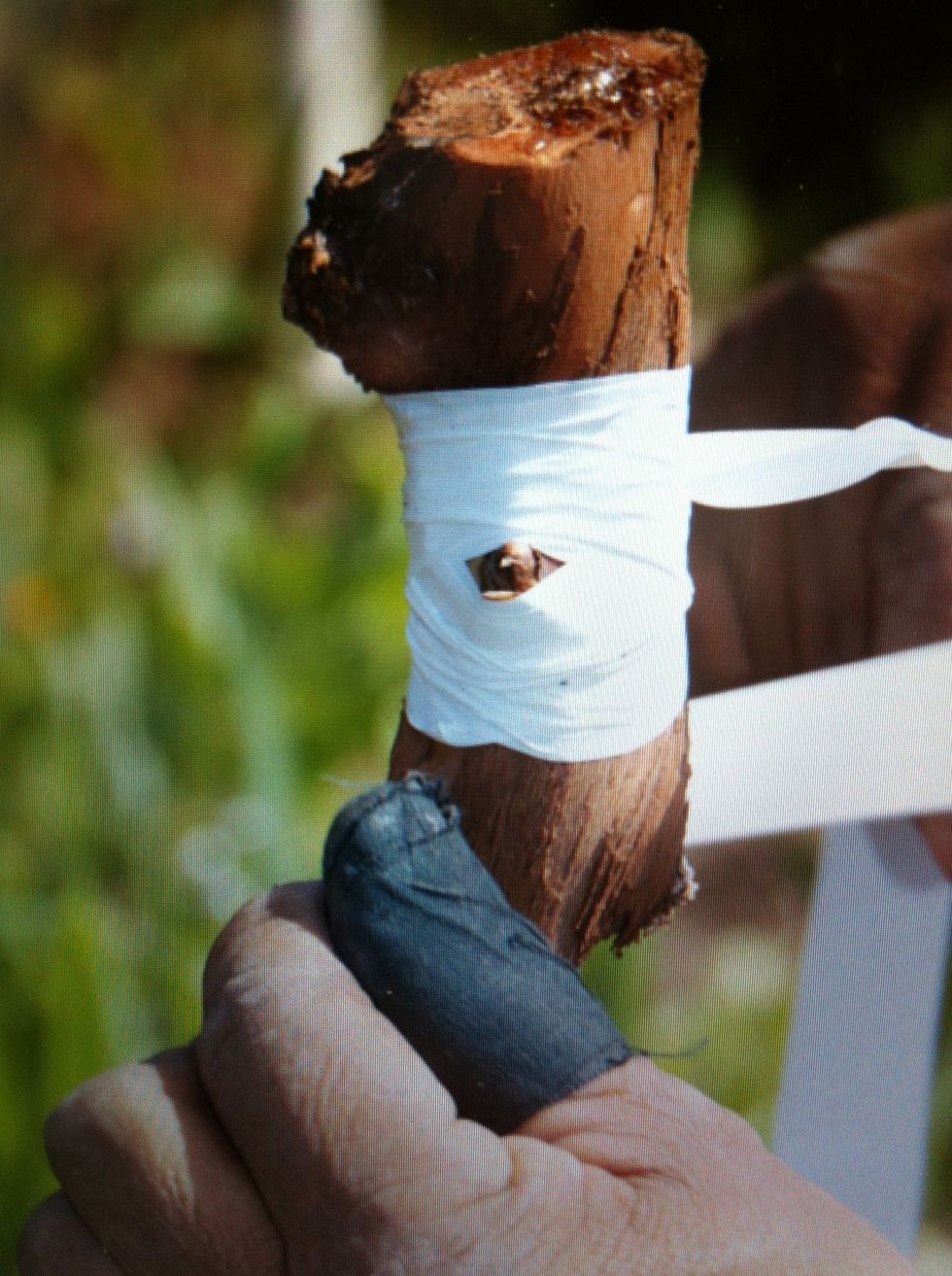 Later in the spring, a shoot will emerge.