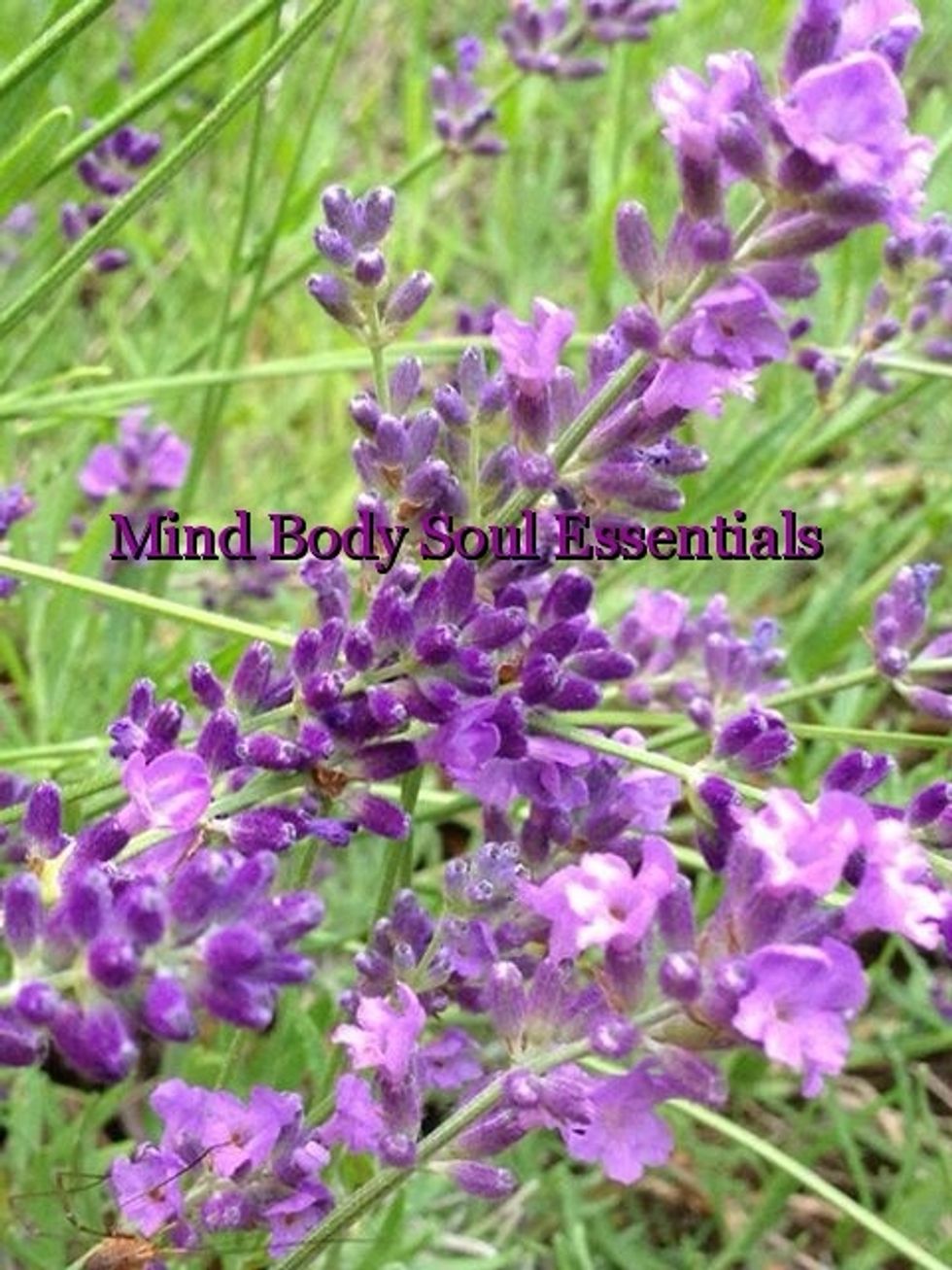 Lavender Bud Selection - Fresh Lavender flowers (they will give you the strongest fragrance)