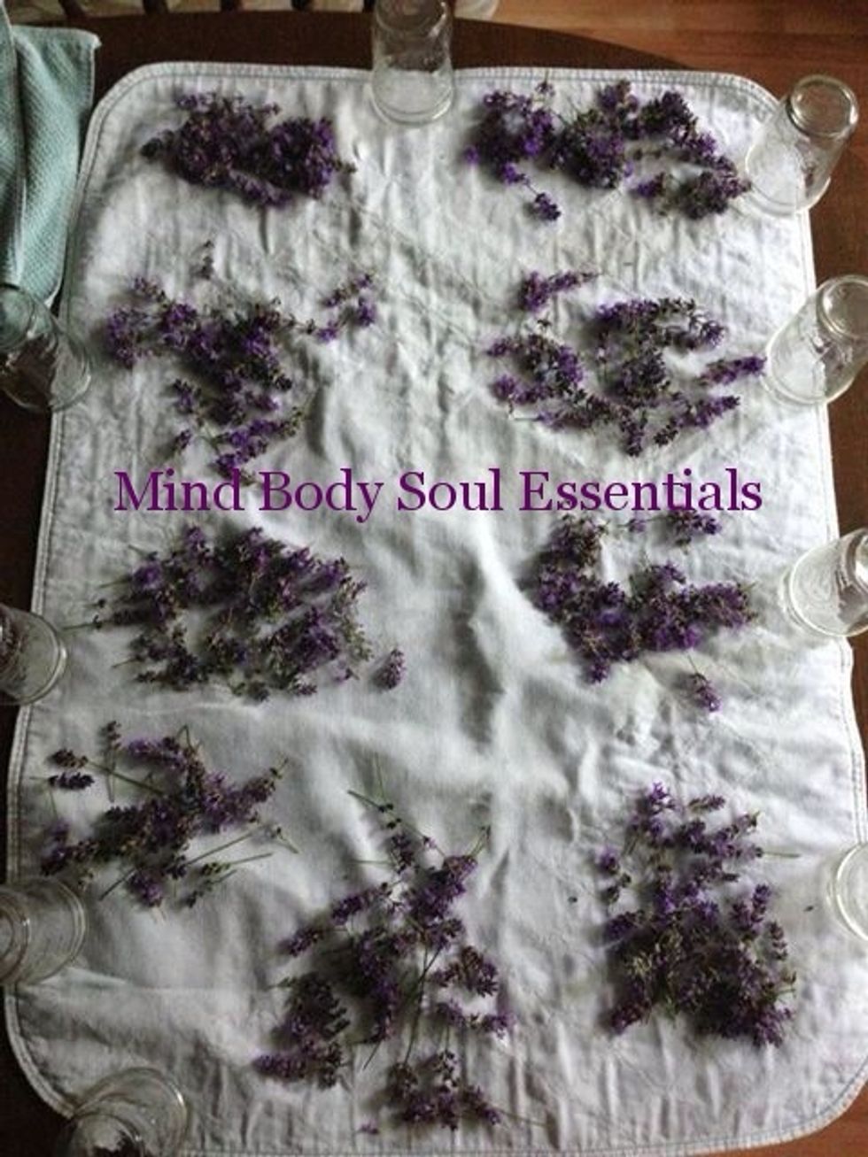 Lavender Drying - This is an important step because if your Lavender flowers or buds are wet or damp, mold will grow on them and destroy all the work you did to make your oil