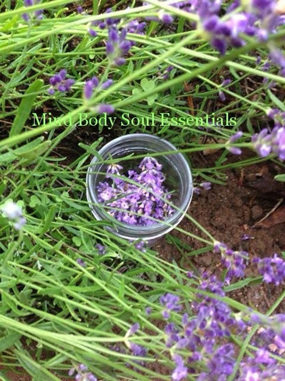 Lavender Harvest - Use scissors to cut the lavender flowers & buds from their stems