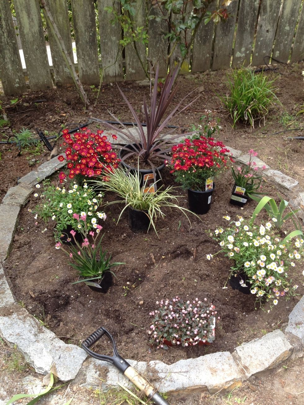 Lay out your plants in the area you will be planting. Envision how they will look as they grow and be sure to include a variety of heights and colors. Tip: you will probably need more than you expect.