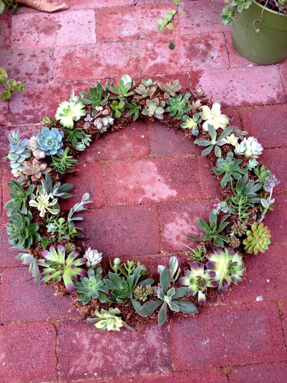 Lay the wreath flat for a few weeks to allow root growth so that the cuttings don't fall out. You could use floral pins to secure the cuttings in place if you want to hang your wreath right away.