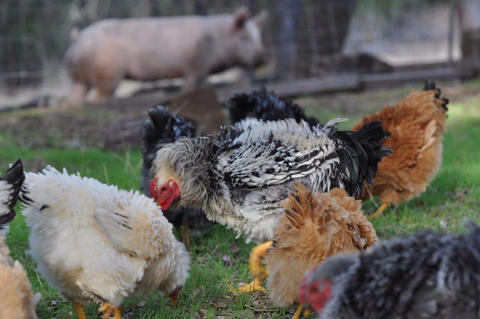 Laying hens out free ranging.