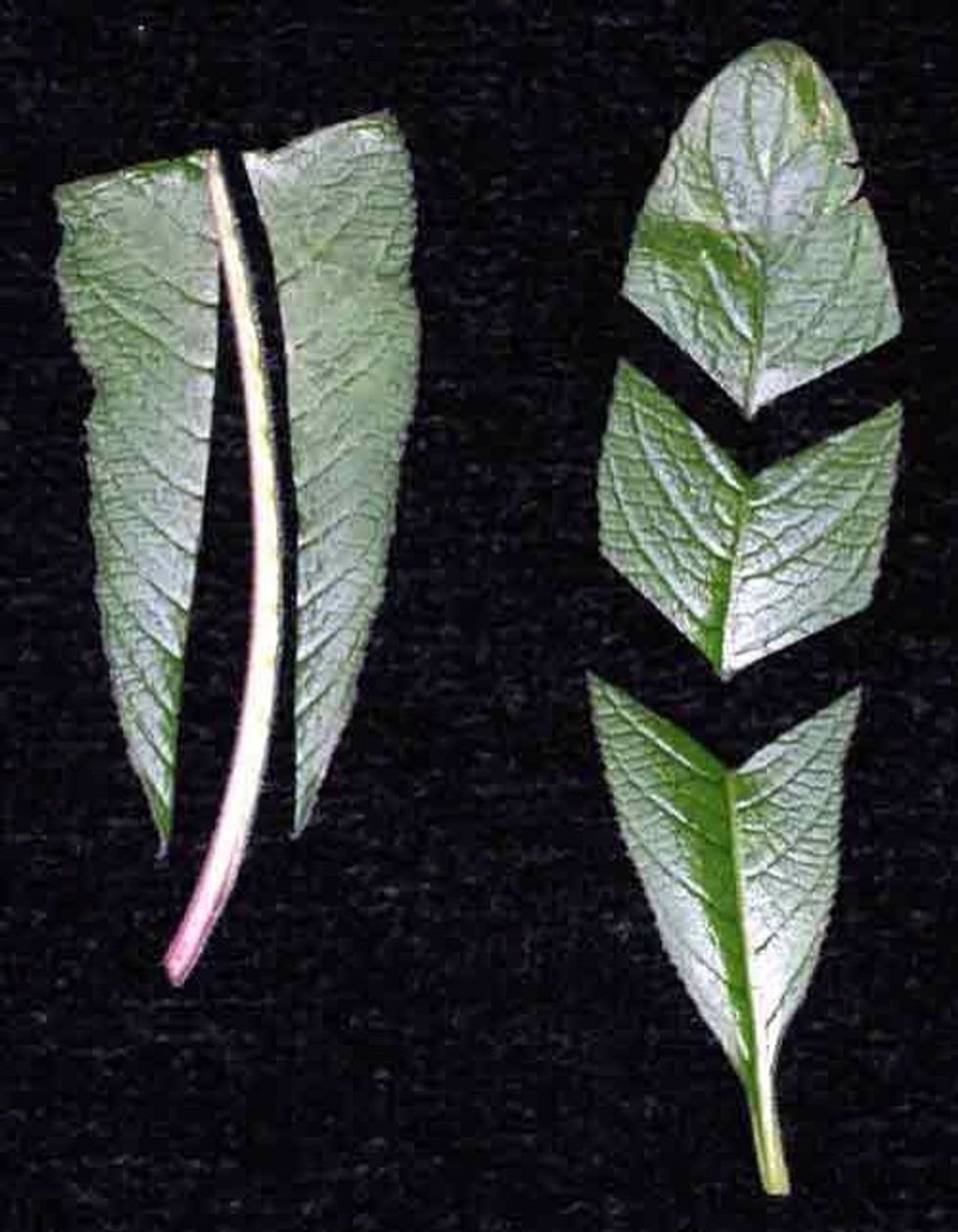 LEAF CUTTINGS