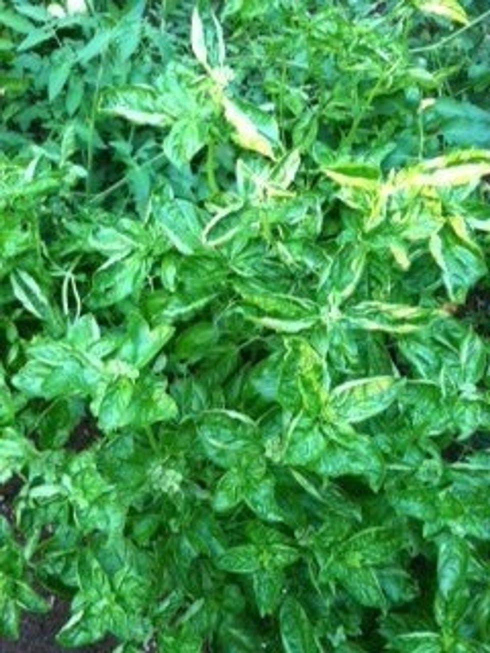 Leaf production slows or stops on any stem which flowers, so you should pinch off any flower stems to keep the plant in production ~ SAVE THOSE SEEDS FOR FUTURE PLANTING