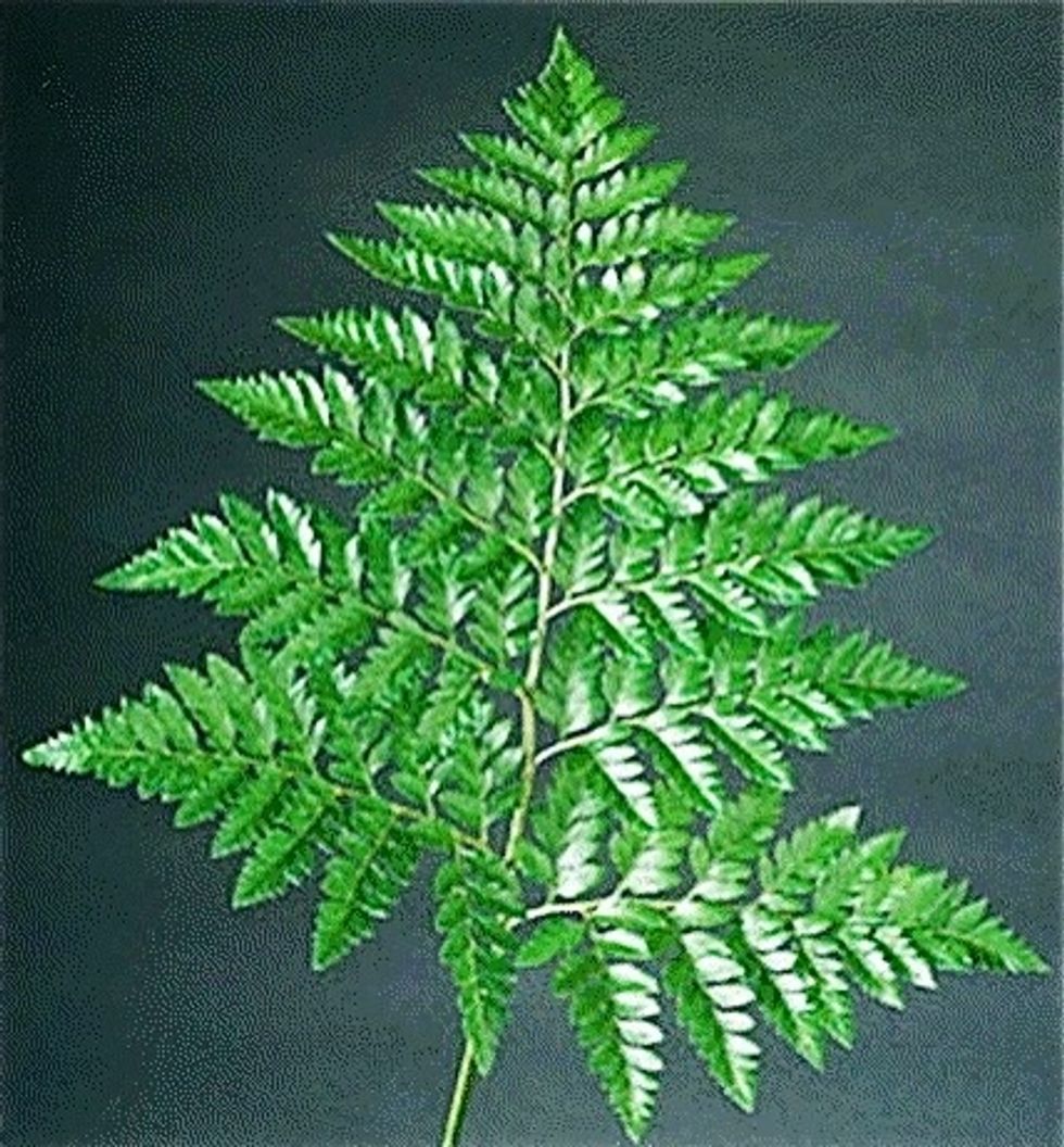 Leather leaf is a filler flower that is put in most arrangements. In order to make the leather leaf last as Long as possible, you should wipe the stem of the leather leaf off. Cut some stem off bottom