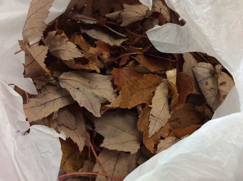 Leaves