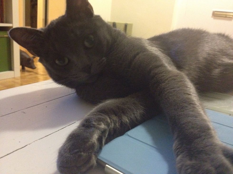 Let flowers dry in a cool place (where the cat won't find them). For a couple hours, or overnight.