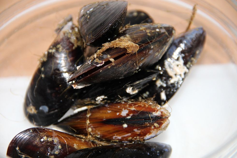 Let's start cleaning our mussels