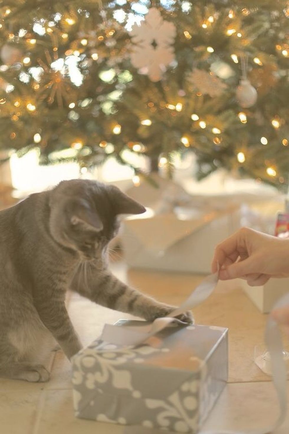 Let you kitten help. They may surprise you with their bow-tying skills ;)