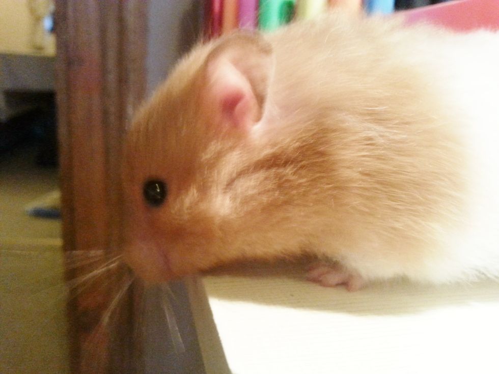 Let your hamster run around! They need the exercise and keeps them active. They love to be free, and putting them in a ball works just as good!