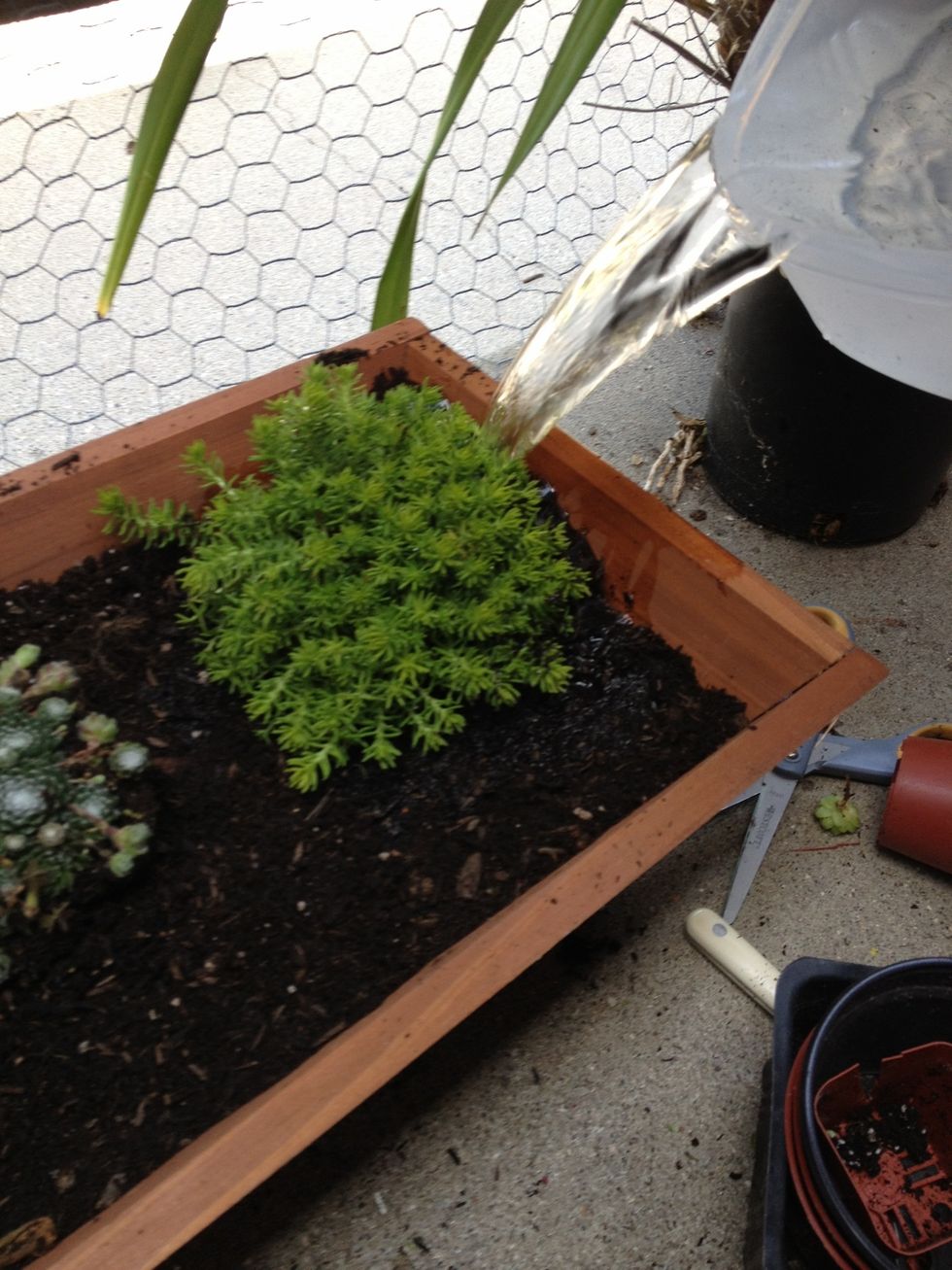 Liberally water once over, but do not continue to water until about a week later. The succulents will be in shock from the transfer.