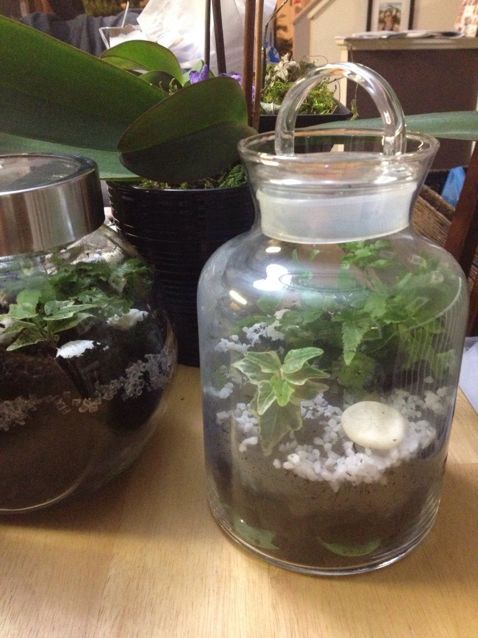 Lightly mist the plants when needed and keep the lid on only at night. Do not place in direct sunlight or they'll fry! Look at drainage & soil colour for moistness test. These types can't dry out.