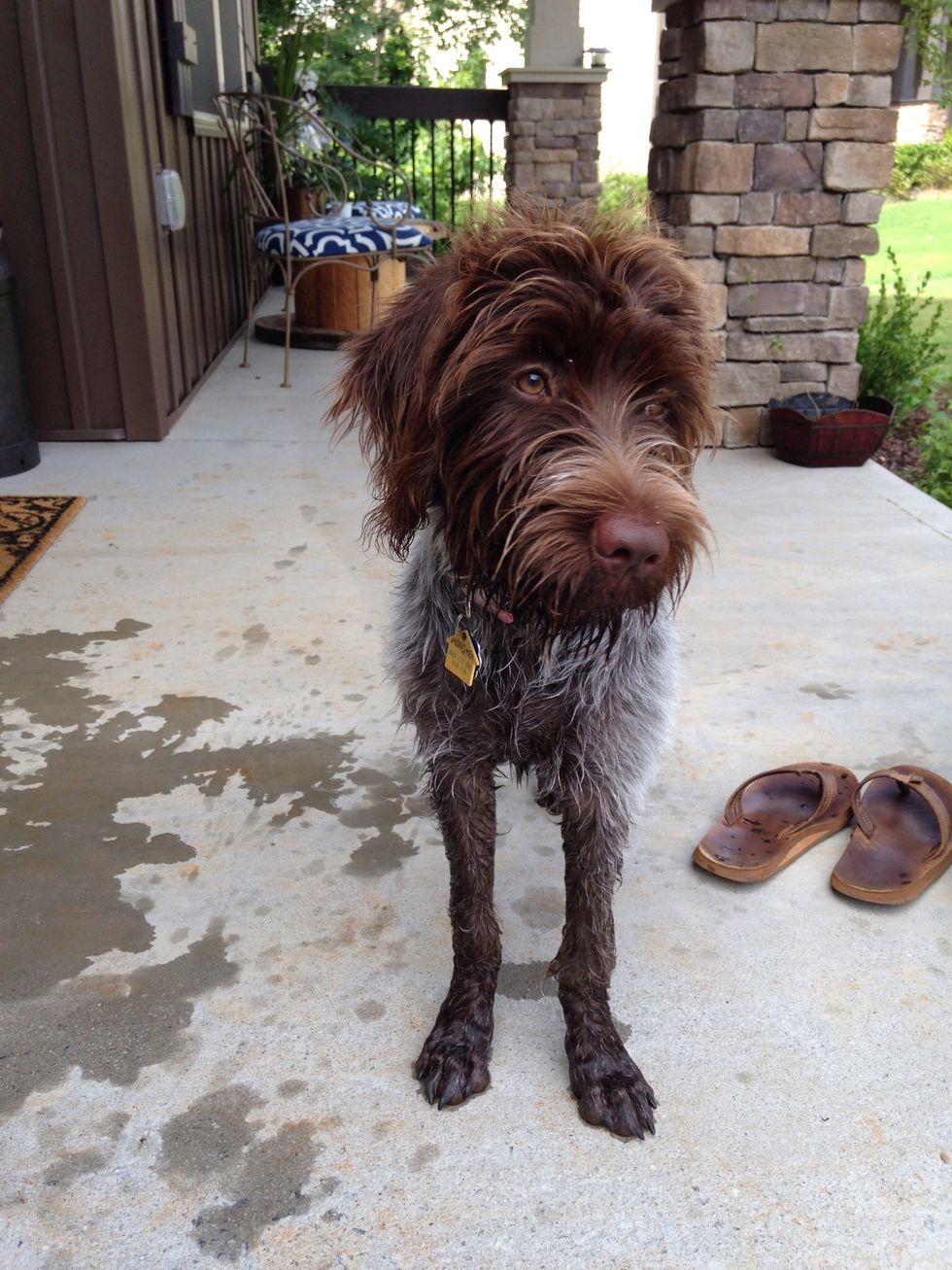 Like I said, time to shake! Or mix, or stir, or blend. Monster shakes a lot because she is ALWAYS getting into puddles, sprinklers, pools, hoses, buckets, and showers. I need to make her a detergent.