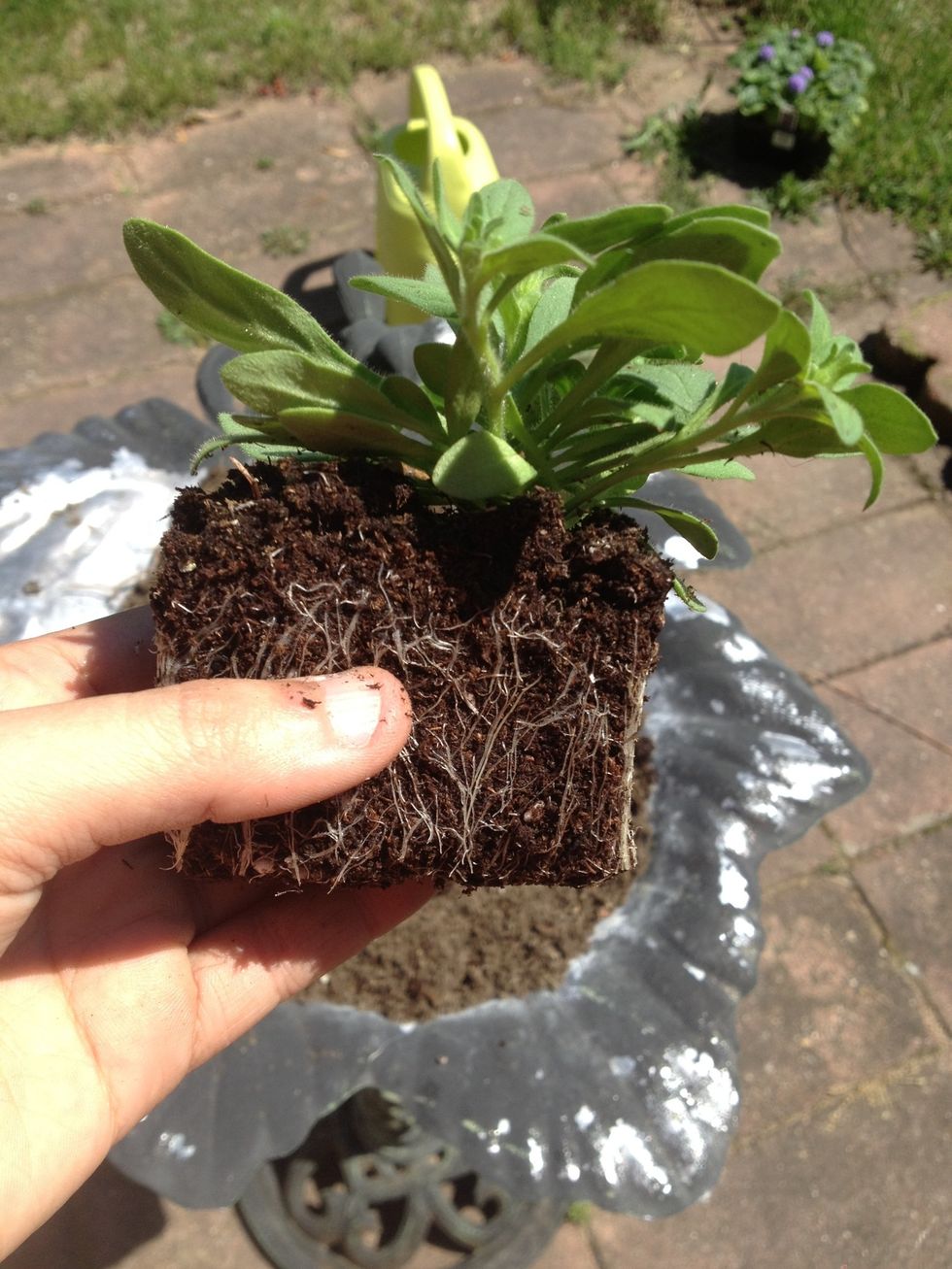 Like so!! Don't cut your fingers.