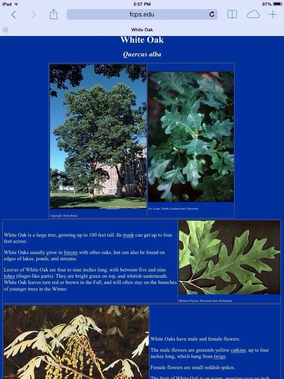 Like these leaves it will look exactly like it.