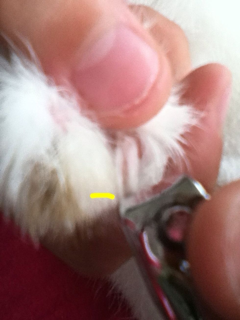 Like this \u2b06. Then,you want to find the 'quick'. Above I have drawn a line right next to my rabbits quick. You want to then clip BEFORE the quick(closer to the tip of the nail). Just like in the pic.