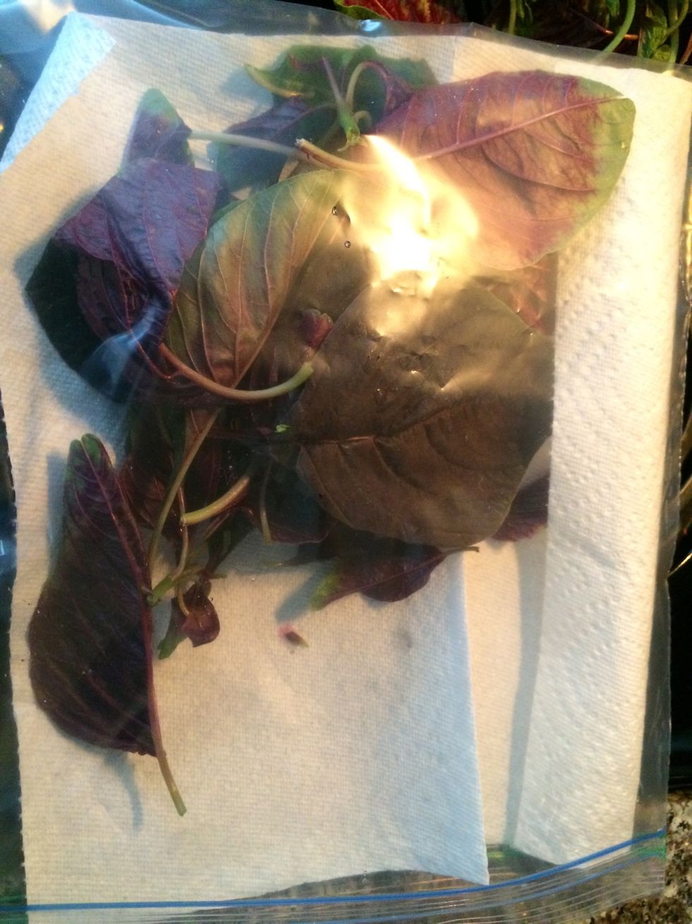 Line a ziplock bag with paper towel help capture excess moisture and prevent quick spoilage.