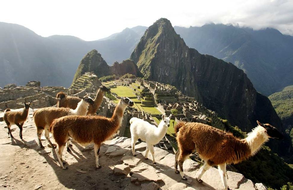 Llamas en la ciudad de Machu Pichu en Per\u00fa.