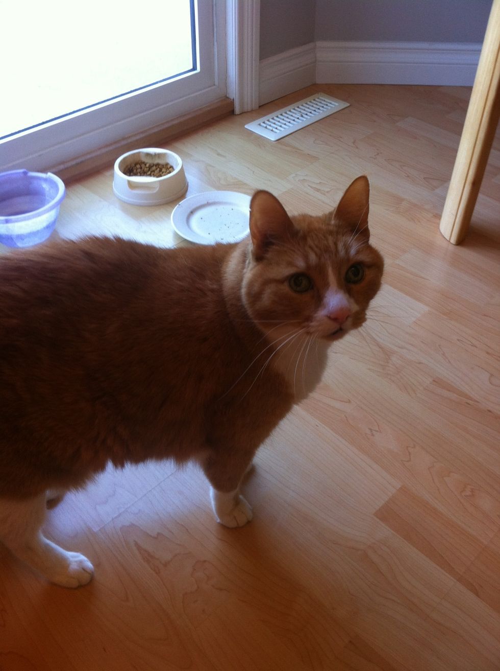 Locate the cat, make sure he's hungry. He usually is