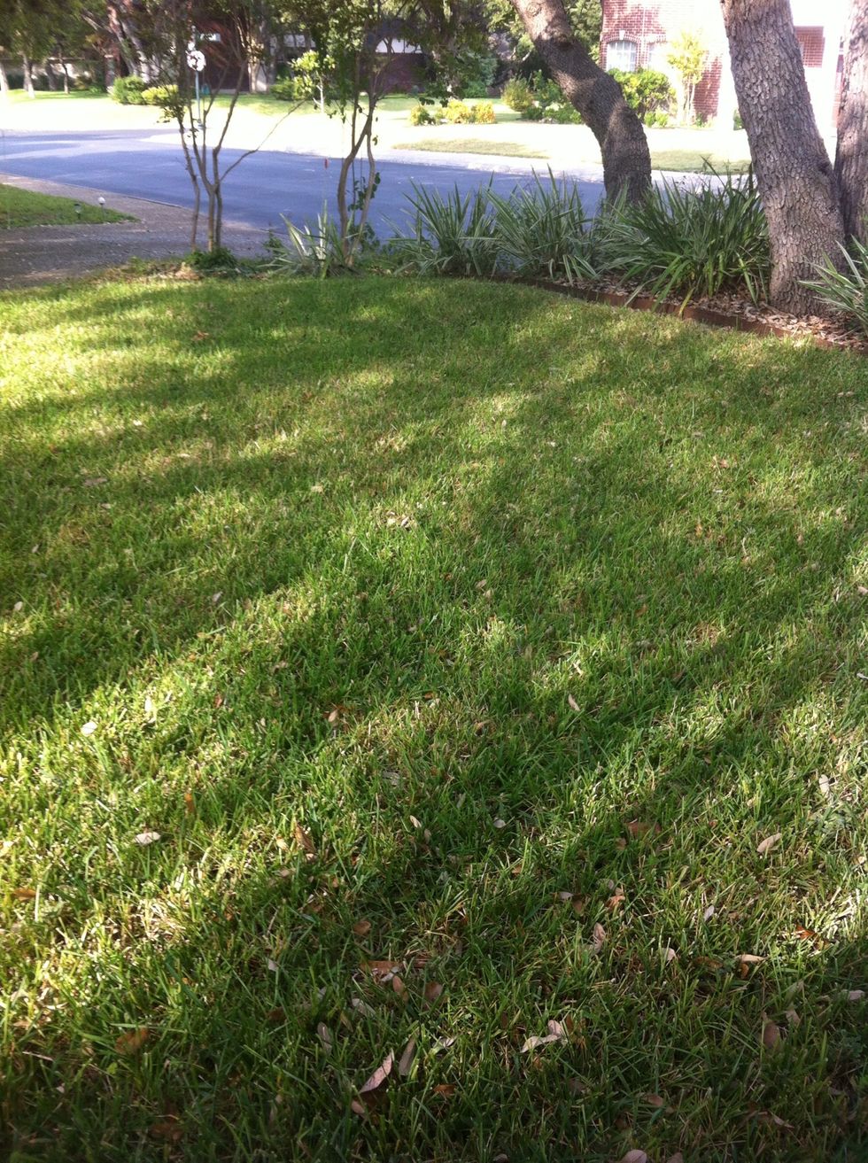 LOCATION: Choose the perfect spot on your lawn where lots of fairies may stop by.