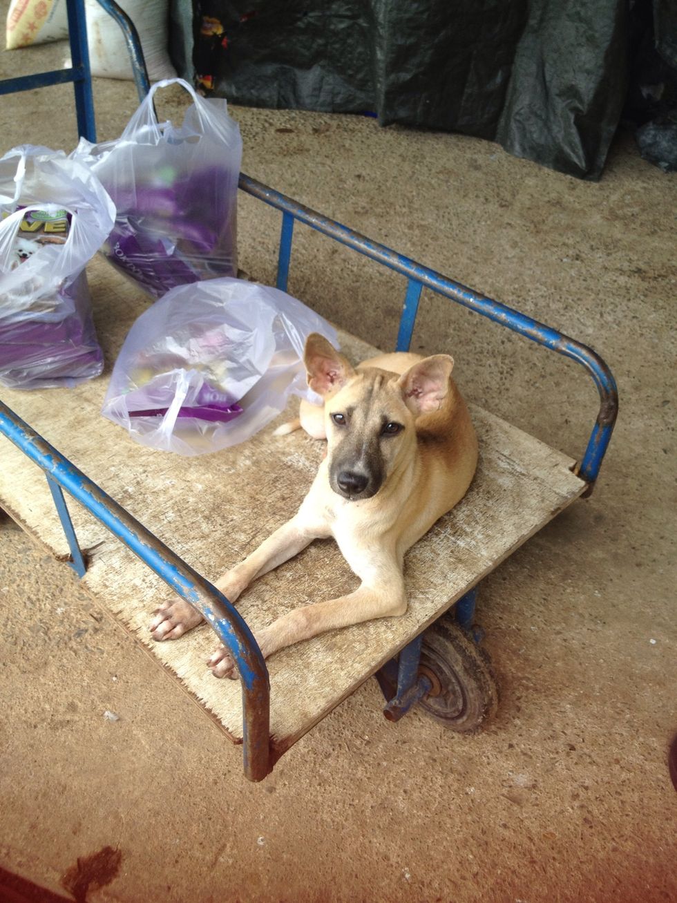 Look at him waiting for you to open another snack bag.