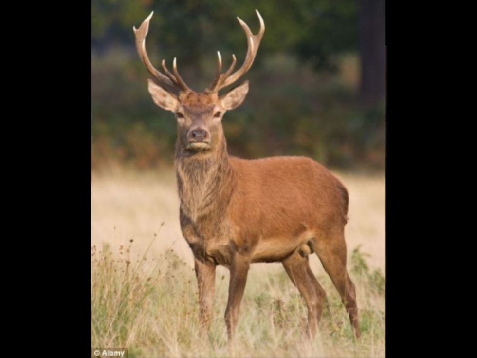 Look at this deer isn't it cool . I think this is the closest I will ever be. This is awesome I will show you a skeleton of one .