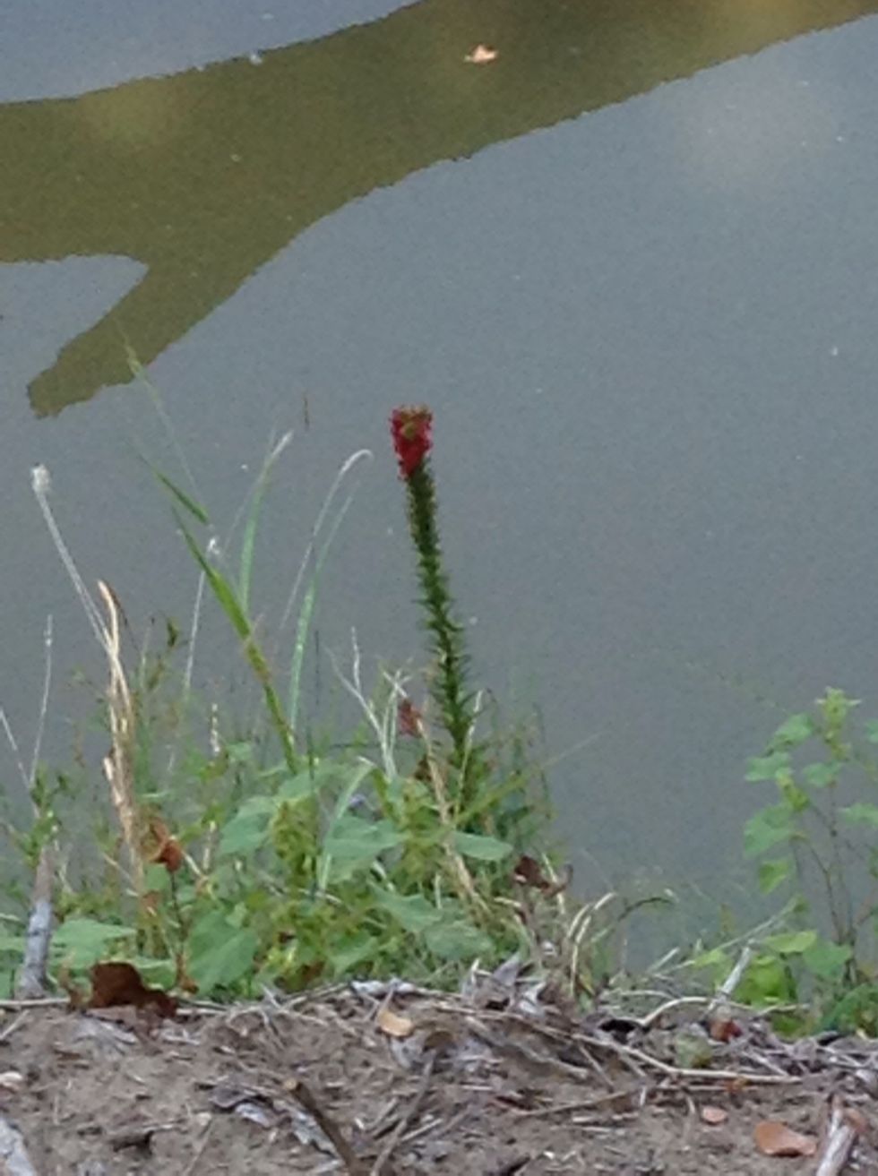 Look at this nice little flower I saw near the creek.