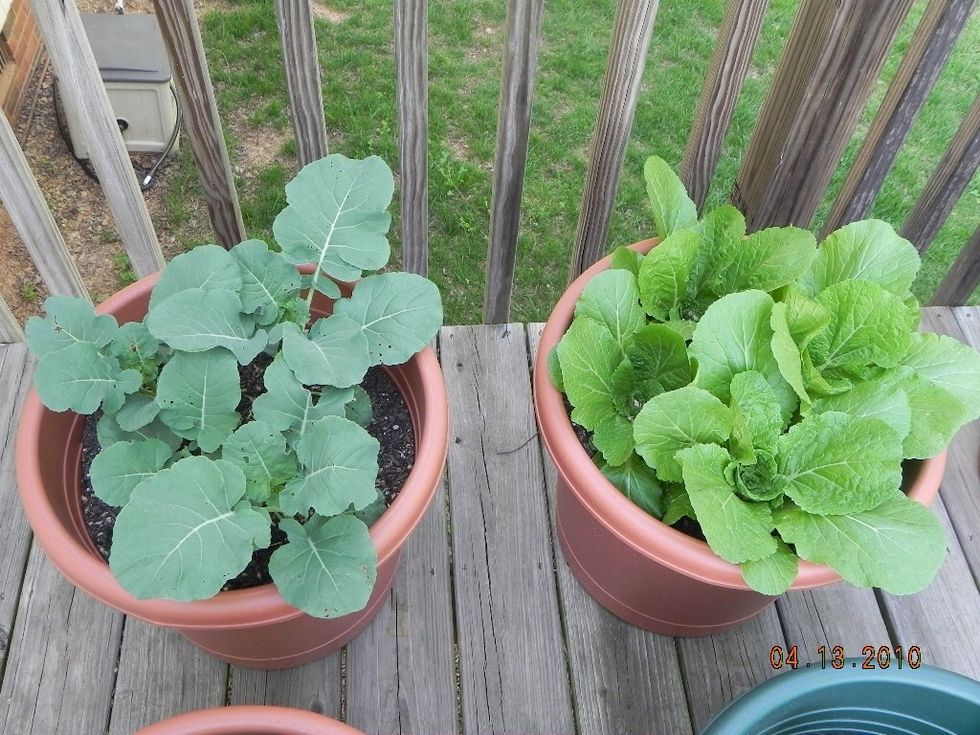 Look at your garden everyday. You'll be amazed at how exciting and empowering growing your own food - free of chemicals and full of nutrients - can really be!!! Enjoy your growing experience!