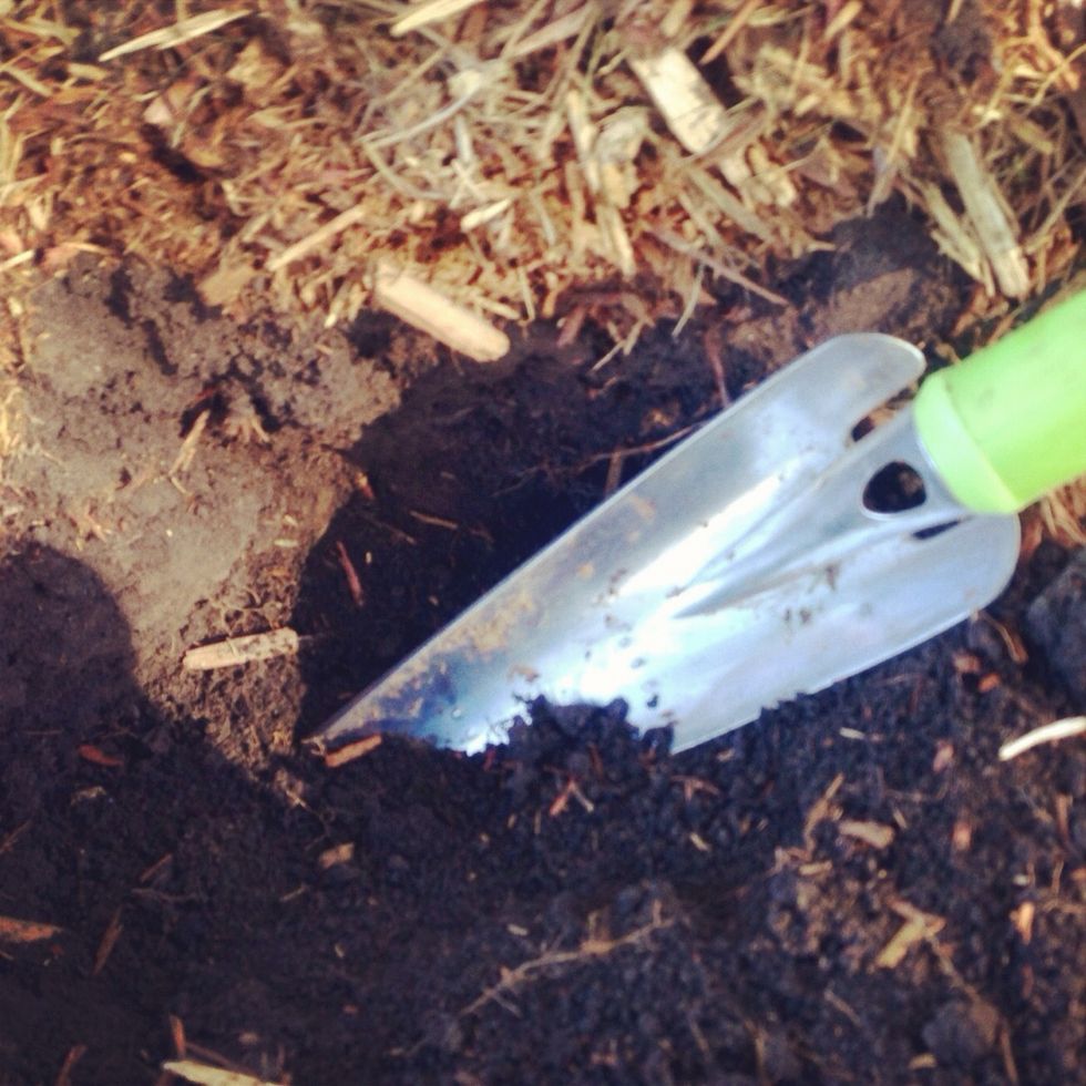 Look for empty spots in your flower beds. Try to find an area that has room to grow over time. Dig the holes for your new bulbs with a shovel or trowel.