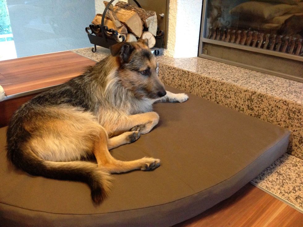 Look for my guide on "How to make dog beds using an old matress"