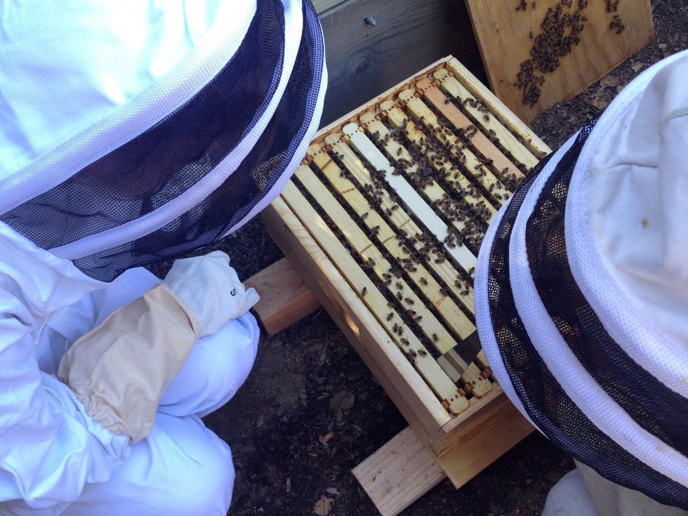 Look for the queen carefully. You lose her, youose the hive