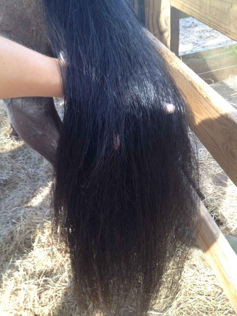 How To Get A Mat Out Of Your Horses Hair With Wd40 B C Guides