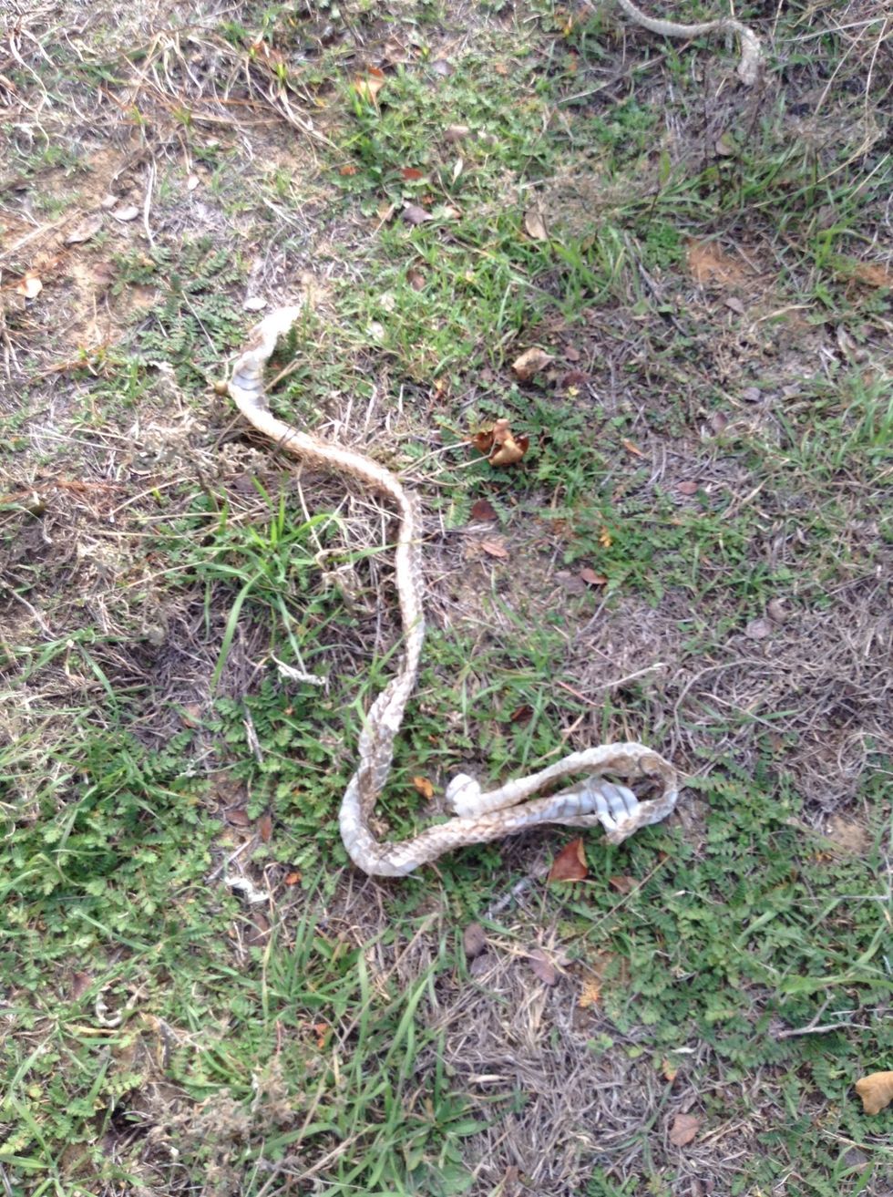 Look out for snakes because this is evidence of snakes being at the OLC This is snake skin from what we believe is a rat snake