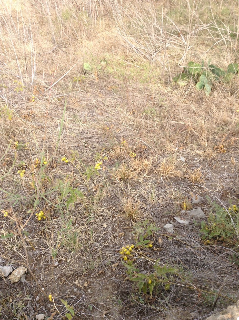 Look what I found I don't know what there called let me do some research...