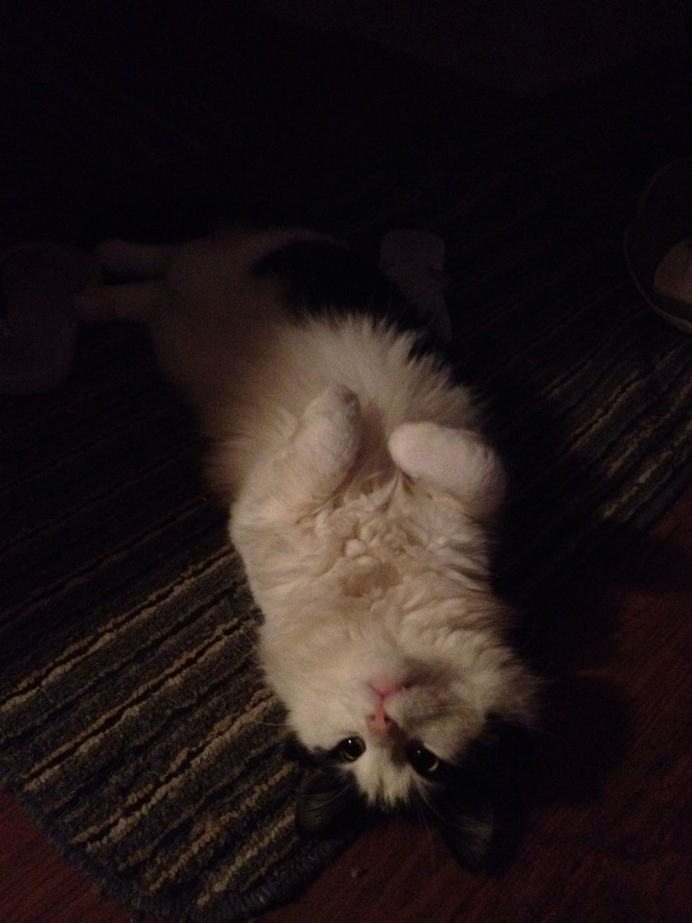 Looks like a happy cat to me :)