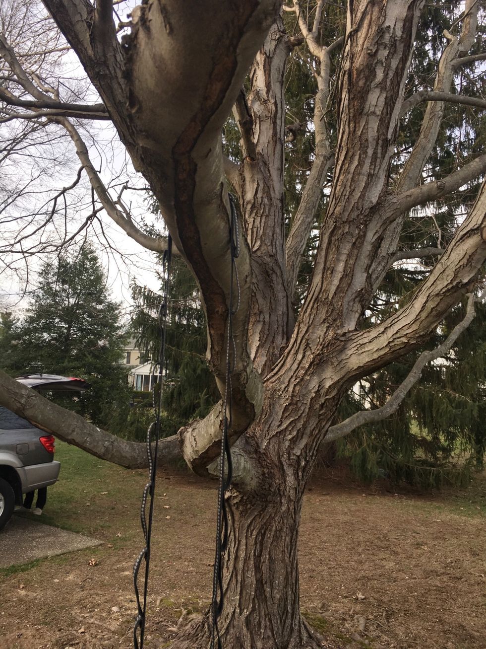 Loop one of your two Eno straps around a branch on the tree.