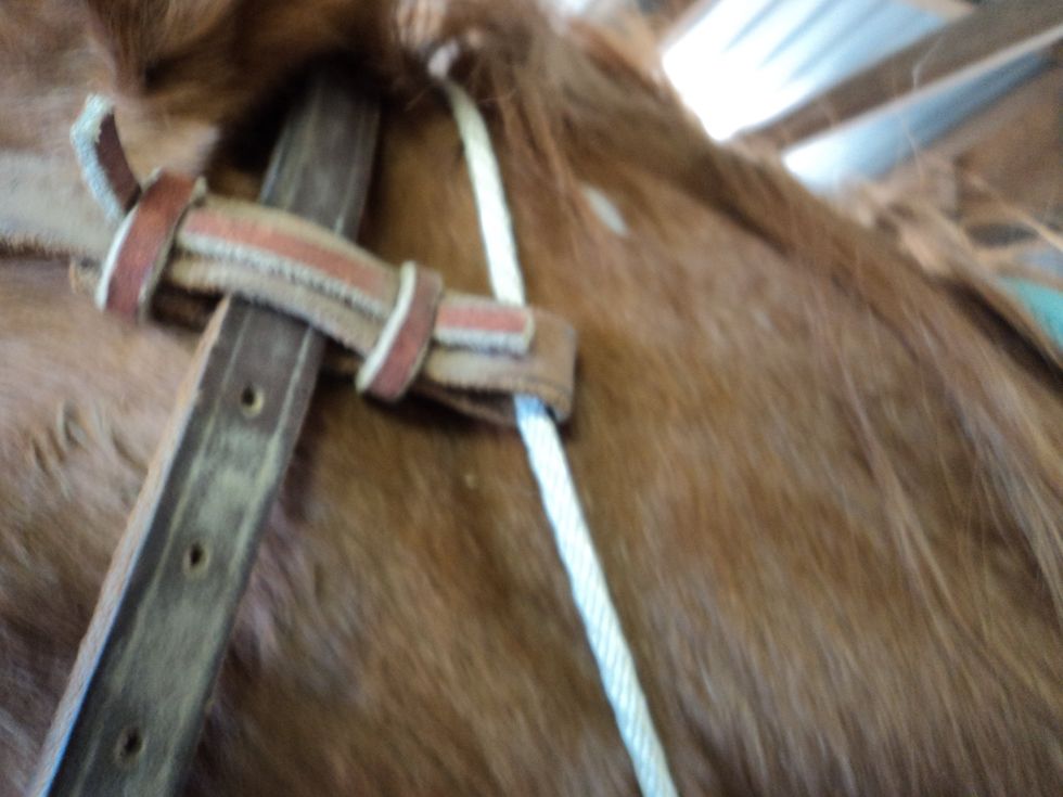 Loop the chinstrap through the head strap loop.