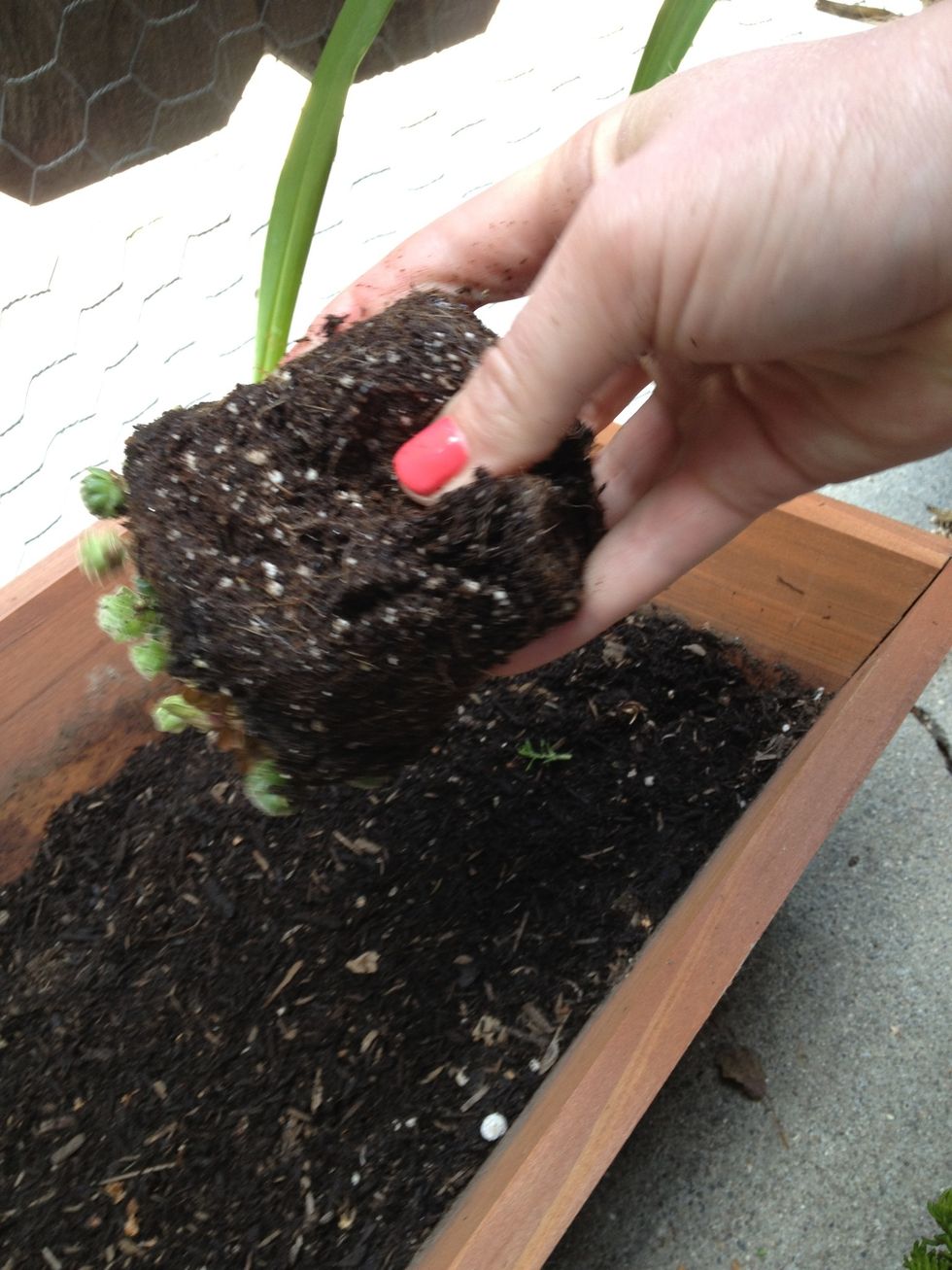 Loosen the roots so the plant is no longer is the stiff shape of the pot.