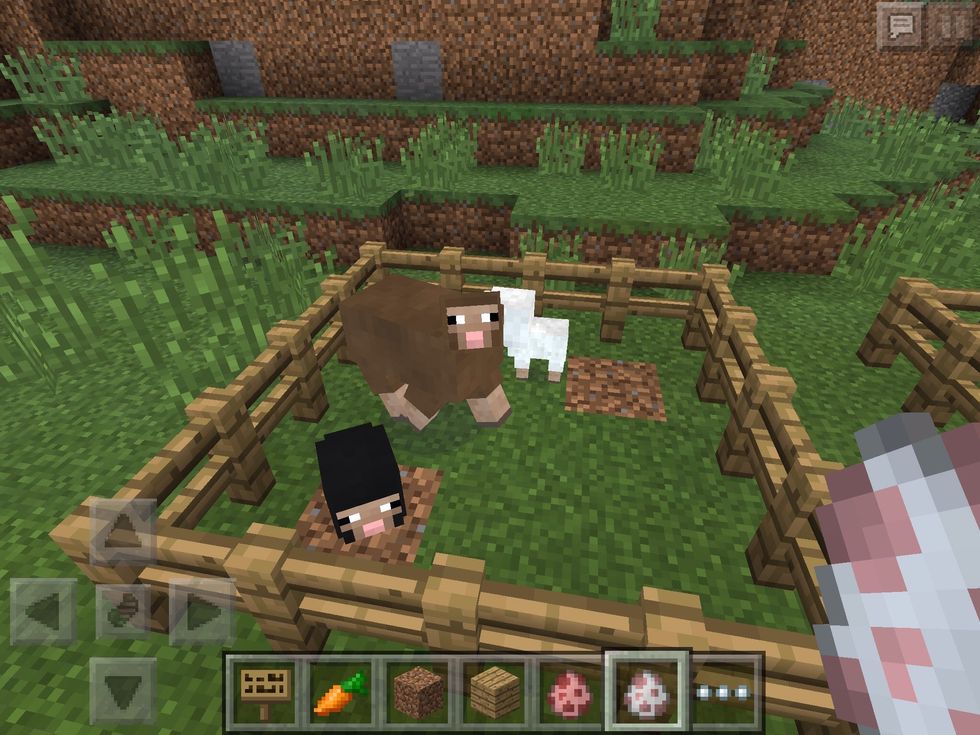 Lots of colourful Sheep! In the wild, you will mostly find white sheep, but you may find the odd black, brown, grey or even pink sheep!